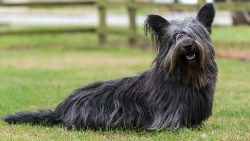Skye Terrier Dog Breed Information Purina